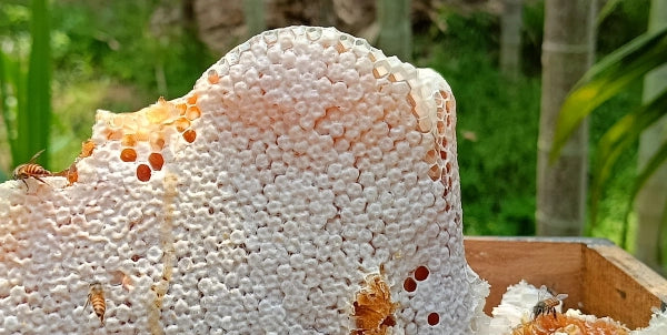 100% Natural Beekeeping