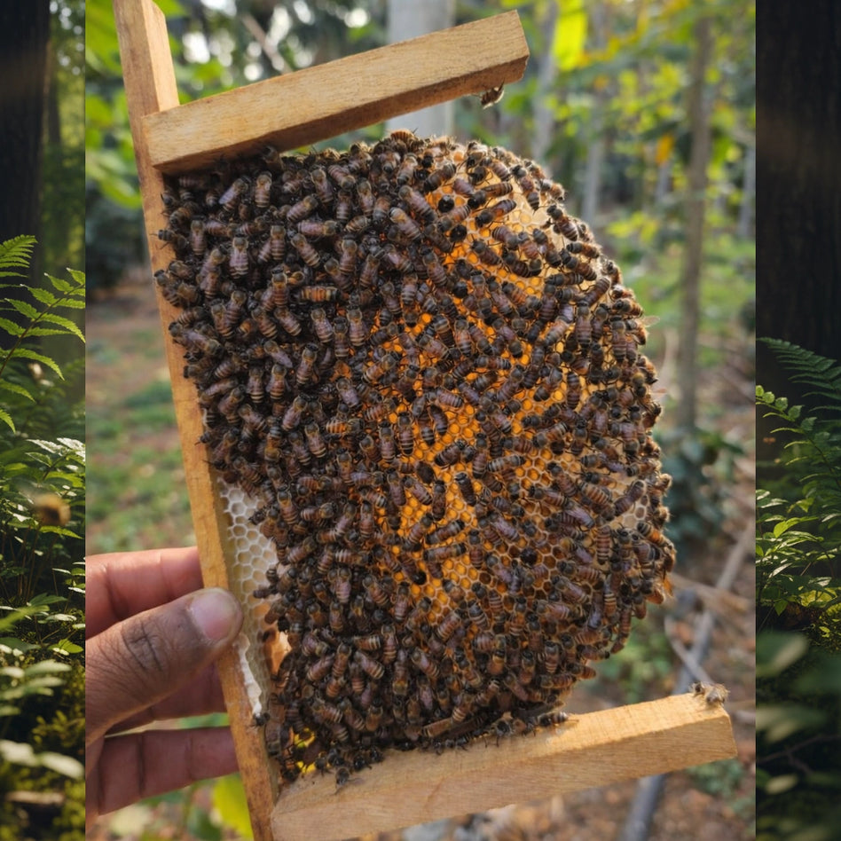 Honey Bee Colonies